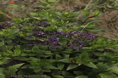 Hedyotis articularis subsp. santapaui